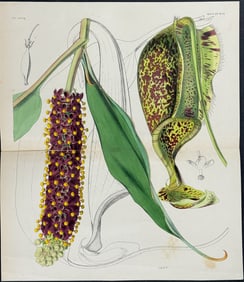 Curtis - Carnivorous Plant: Sir Stamford Raffles Pitcher Plant (Nepenthes Rafflesiana). 4285