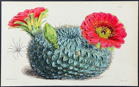 Curtis - Cinnabar-flowered Echinocatus. 4326