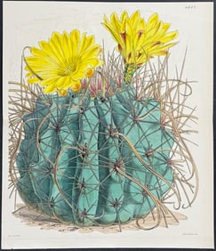 Curtis - Long-hooked Echinocactus. 4632