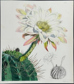 Curtis - Crested Echinopis. 4687