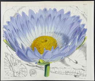 Curtis - Gigantic Water-Lily. 4647