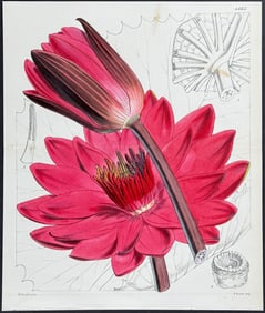 Curtis - Duke of Devonshire?s Nymphaea. 4665