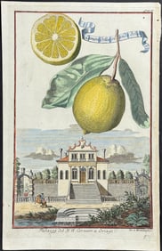 Volckamer - Lemon; Limon della gianda dolce. 93