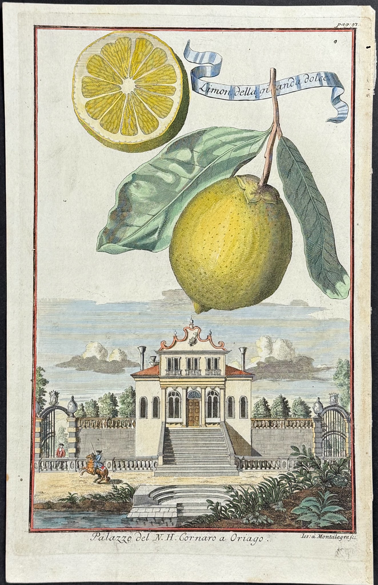Volckamer - Lemon; Limon della gianda dolce. 93: This magnificent and rare engraving is from Johann Volckamer's Nuremberg Hesperides. This is from the first German edition published in Nuremberg for the author between 1708 and 1714. It was one of th