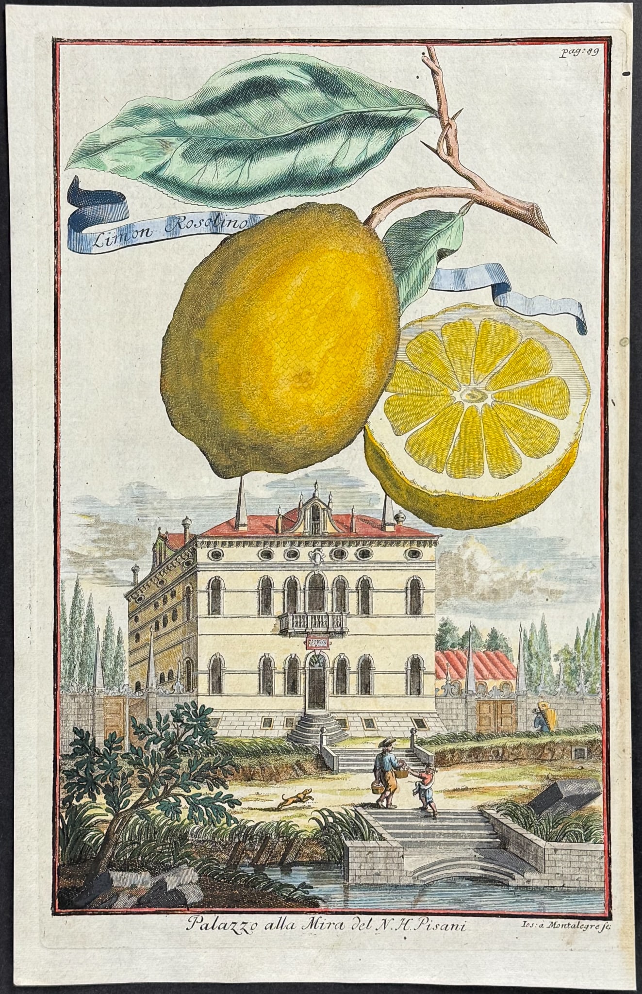 Volckamer - Lemon; Limon Rosolino. 89: This magnificent and rare engraving is from Johann Volckamer's Nuremberg Hesperides. This is from the first German edition published in Nuremberg for the author between 1708 and 1714. It was one of th