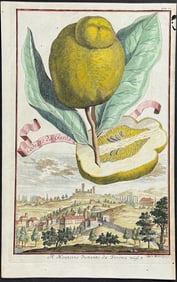 Volckamer - Citrus Fruit; Cedrato da Garda. 59
