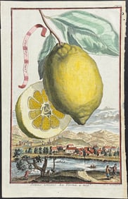 Volckamer - Lemon; Limon Salerno. 73