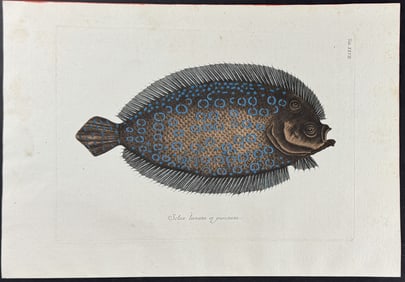 Catesby - Sole. 27