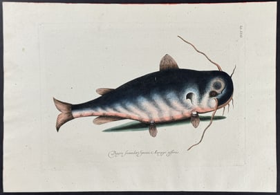Catesby - Cat Fish. 23