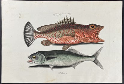 Catesby - Hind & Skipjack. 14