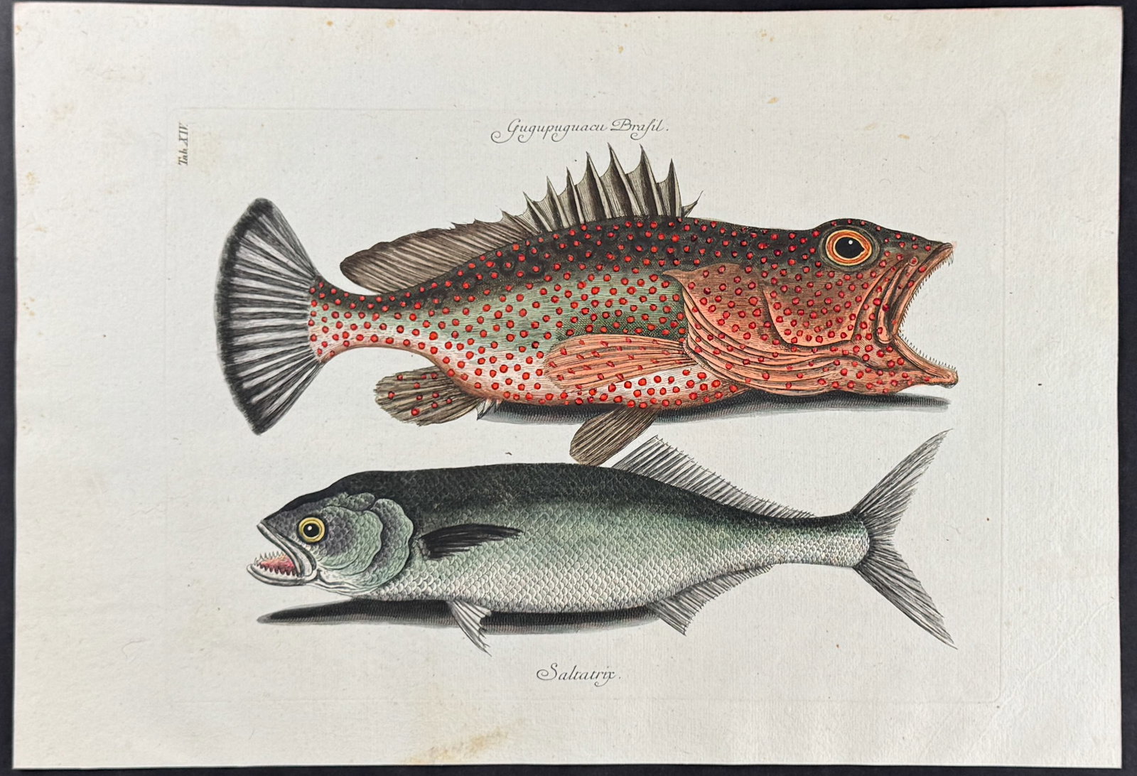 Catesby - Hind & Skipjack. 14: This stunning, originally hand-colored engraving is from Mark Catesby's Piscium Serpentum Insectorum aliorumque nonnullorum animalium nec non plantarum quarundam imagines quas Marcus Catesby in poster