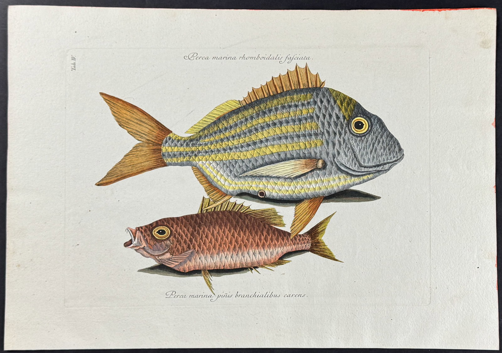 Catesby - Pork Fish & Schoolmaster. 4: This stunning, originally hand-colored engraving is from Mark Catesby's Piscium Serpentum Insectorum aliorumque nonnullorum animalium nec non plantarum quarundam imagines quas Marcus Catesby in poster