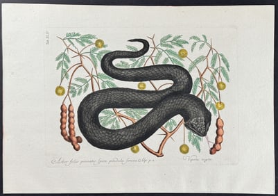 Catesby - Black Viper or Water Moccasin with Bahaman Legume. 44