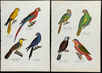 Schinz - 3 Parrot & Trogon Prints