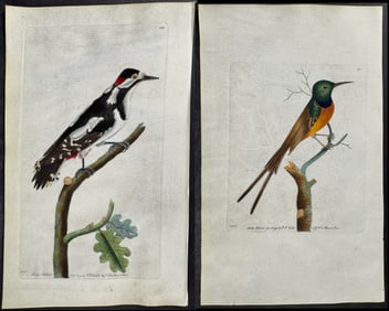 Shaw & Nodder, On Vellum - Pair of Bird Engravings