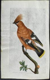 Shaw & Nodder, On Vellum - Bohemian Chatterer. 135