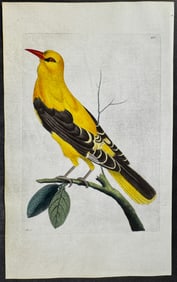 Shaw & Nodder, On Vellum - Golden Oriole. 285