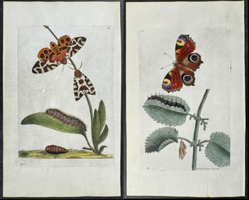 Shaw & Nodder, On Vellum - Pair of Moth & Butterfly Engravings