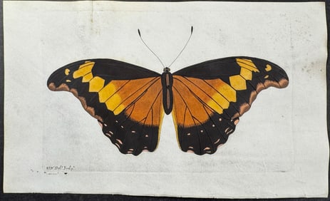 Shaw & Nodder, On Vellum - Butterfly - Andromachus. 635