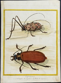 Buffon - Beetles. 64