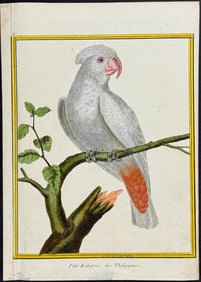 Buffon - Cockatoo. 191