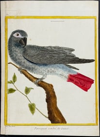 Buffon - African Grey Parrot. 311