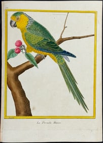 Buffon - Parrot with Cherries. 528