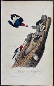 Audubon - Red-headed Woodpecker. 271