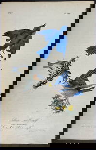 Audubon - Common Blue Bird. 134: This hand-colored lithograph comes from John James Audubon's first octavo edition of Birds of America published from 1840 to 1844. The work was completed under the direct supervision of J. J. Audubon.