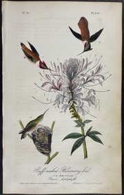 Audubon - Ruff-necked Humming bird. 254