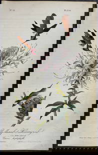 Audubon - Ruff-necked Humming bird. 254: This hand-colored lithograph comes from John James Audubon's first octavo edition of Birds of America published from 1840 to 1844. The work was completed under the direct supervision of J. J. Audubon.