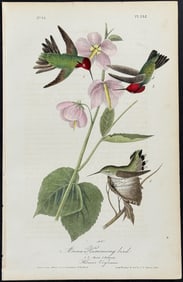 Audubon - Anna Humming Bird. 252