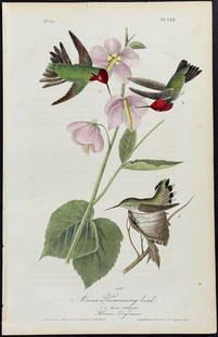 Audubon - Anna Humming Bird. 252: This hand-colored lithograph comes from John James Audubon's first octavo edition of Birds of America published from 1840 to 1844. The work was completed under the direct supervision of J. J. Audubon.