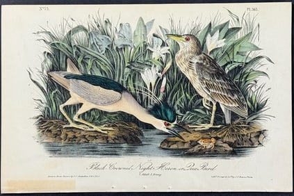 Audubon - Black-Crowned Night Heron or Qua Bird. 363