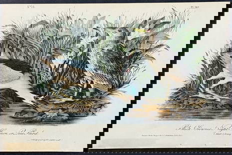 Audubon - Black-Crowned Night Heron or Qua Bird. 363: This hand-colored lithograph comes from John James Audubon's first octavo edition of Birds of America published from 1840 to 1844. The work was completed under the direct supervision of J. J. Audubon.