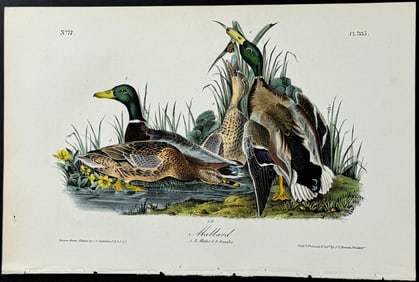 Audubon - Mallard. 385