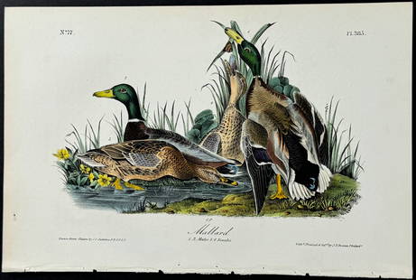 Audubon - Mallard. 385: This hand-colored lithograph comes from John James Audubon's first octavo edition of Birds of America published from 1840 to 1844. The work was completed under the direct supervision of J. J. Audubon.