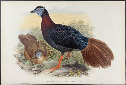 Gould - Chestnut-tailed Lobed Pheasant