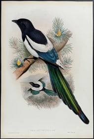 Gould - White-winged Magpie
