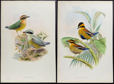 Gould - Pair of Pitta Lithographs