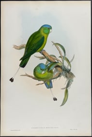 Gould - Little Racket-tailed Parrot