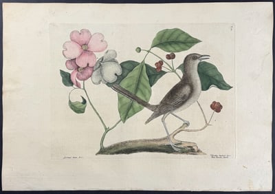 Catesby, First Ed - Mockbird (Florida Mockingbird) with Dogwood Tree. 1-27