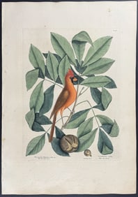 Catesby, First Ed - Cardinal or Red Bird with Hiccory Tree & Pignut Tree. 1-38