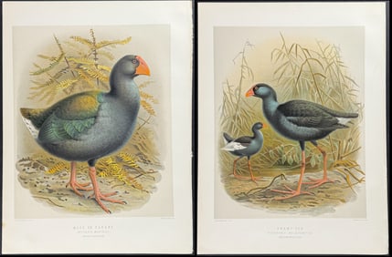 Buller, New Zealand - Pair of Swamp Hen & Moorhen Lithographs