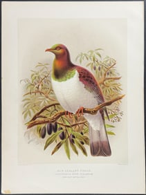 Buller, New Zealand - New Zealand Pigeon