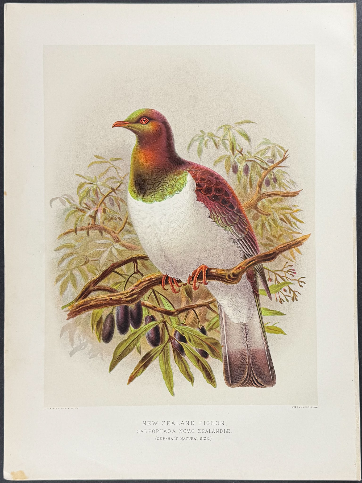 Buller, New Zealand - New Zealand Pigeon: This color chromolithograph is from Sir Walter Lawry Buller's A History of the Birds of New Zealand. This is from the second and enlarged edition which was published in London by Taylor & Francis for 