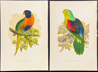 Greene - 4 Parrakeet & Lory Prints