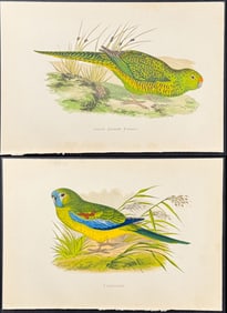 Greene - Pair of Ground Parrot & Turquoisine Prints