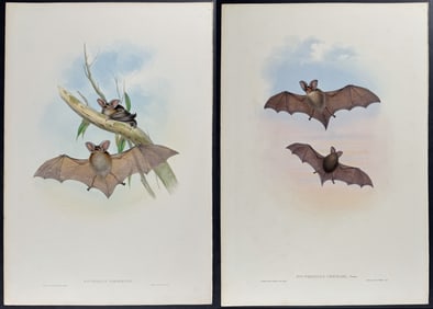 Gould, Australia - Pair of Bat Lithographs