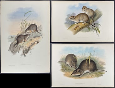 Gould, Australia - 8 Mammal Lithographs